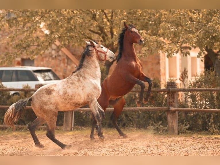 PRE Stallone 2 Anni 162 cm Baio in Felanitx