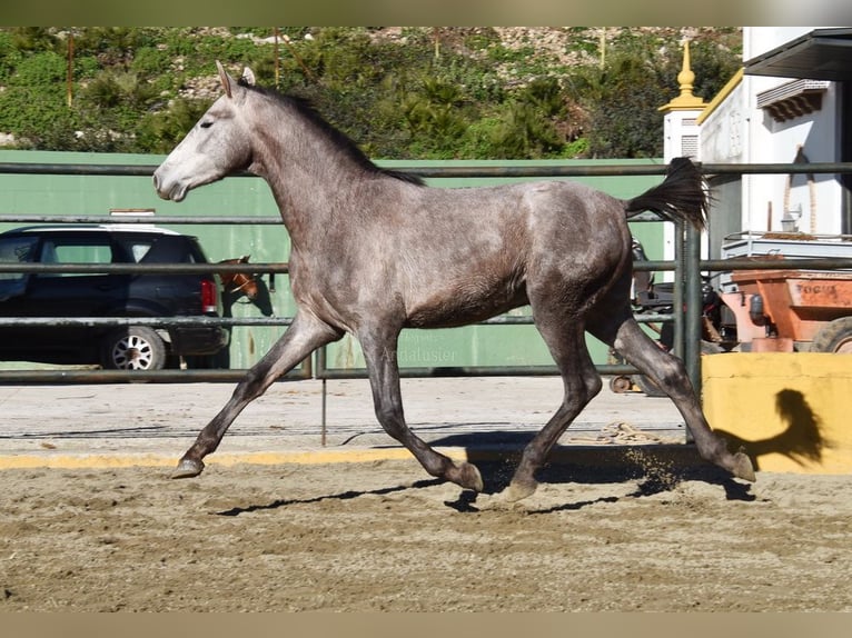 PRE Mix Stallone 2 Anni 162 cm Grigio in Provinz Malaga
