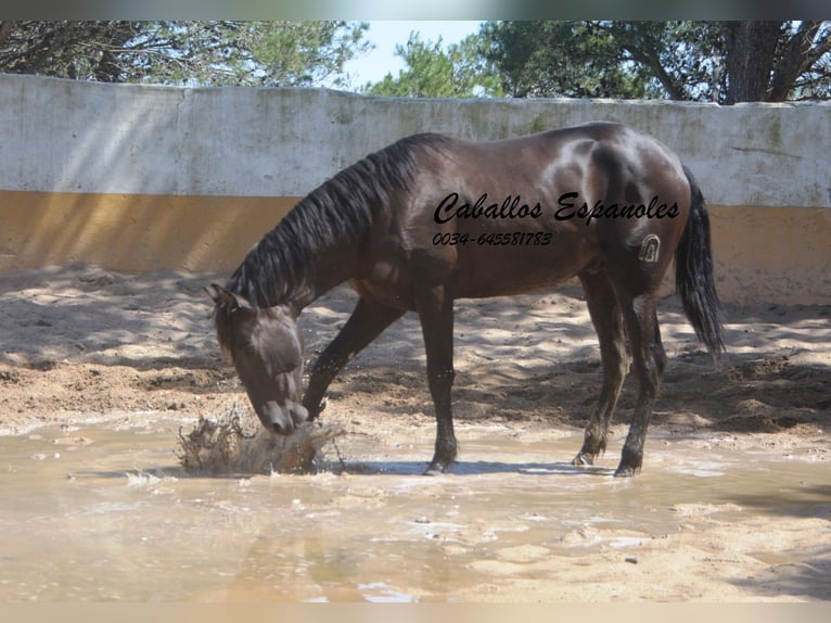 PRE Mix Stallone 2 Anni 162 cm Morello in vejer de la frontera
