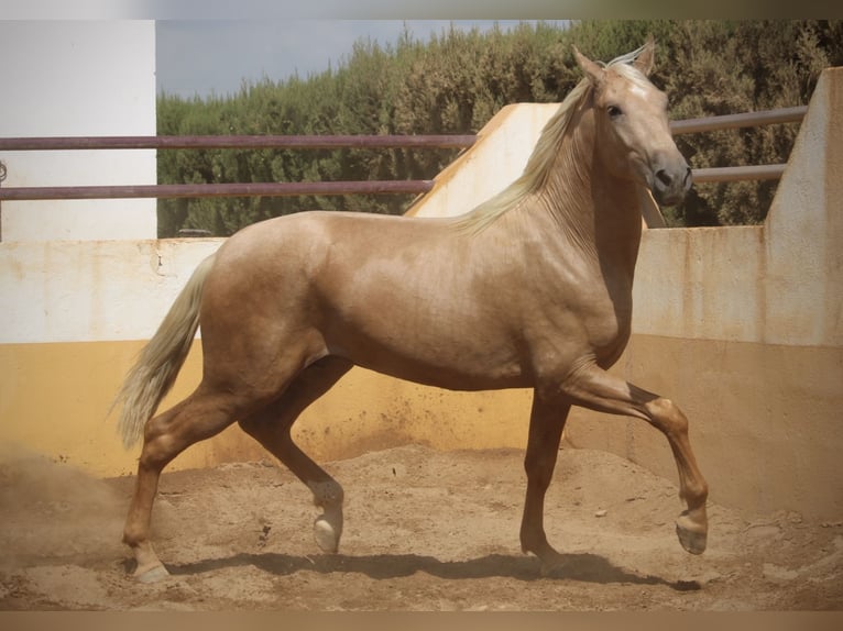 PRE Mix Stallone 2 Anni 162 cm Palomino in Valencia
