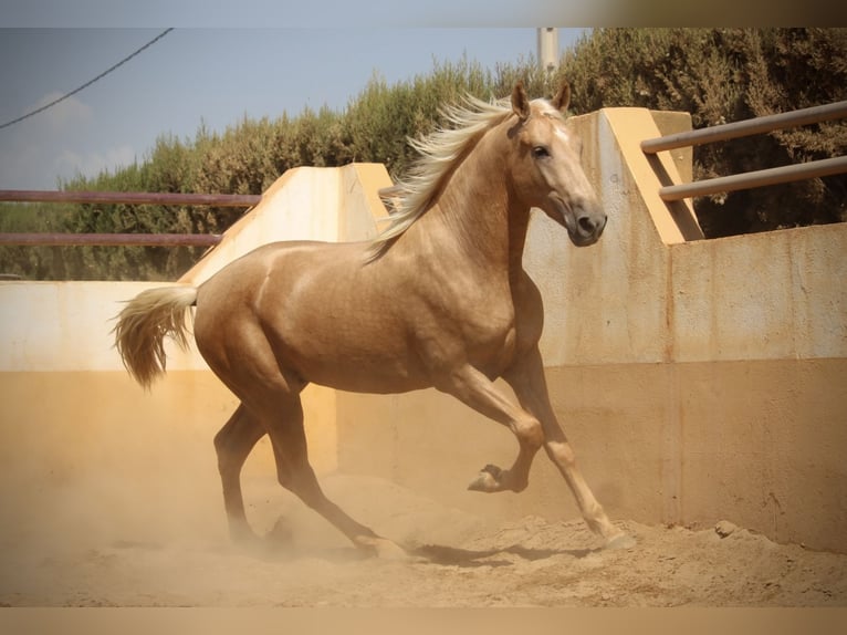 PRE Mix Stallone 2 Anni 162 cm Palomino in Valencia