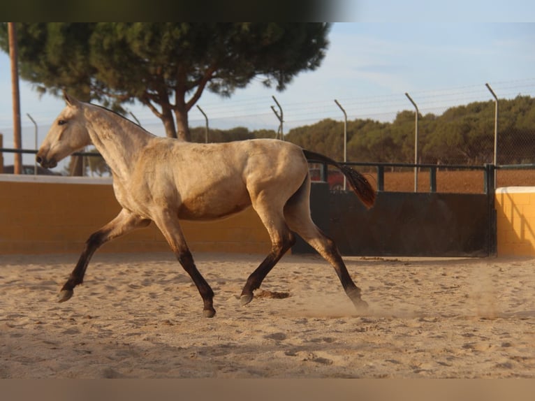 PRE Mix Stallone 2 Anni 163 cm Falbo in Hamburg