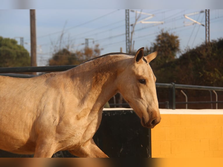 PRE Mix Stallone 2 Anni 163 cm Falbo in Hamburg