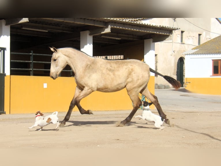 PRE Mix Stallone 2 Anni 163 cm Falbo in Hamburg