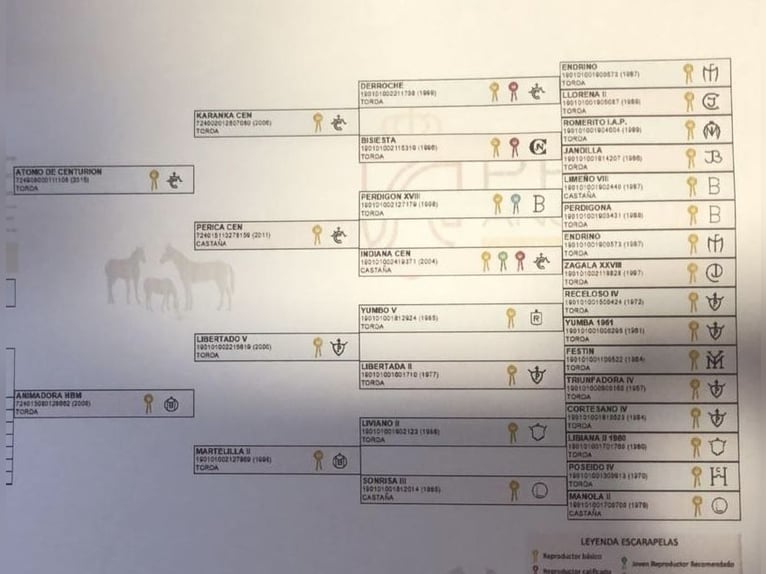 PRE Mix Stallone 2 Anni 163 cm Grigio in Estella/Lizarra PRE Mix Stallone 2 Anni 163 cm Grigio in Estella/Lizarra