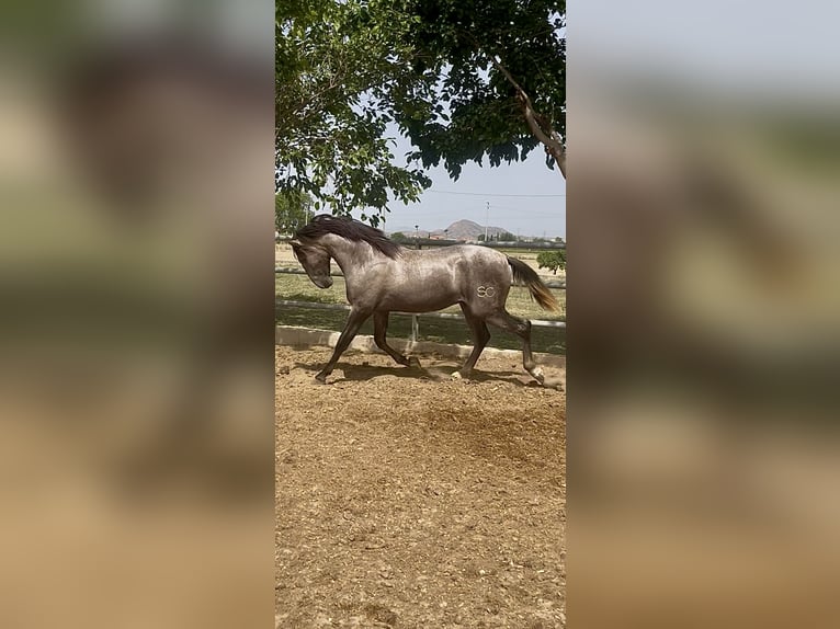 PRE Stallone 2 Anni 163 cm Grigio in Zeneta (Murcia)