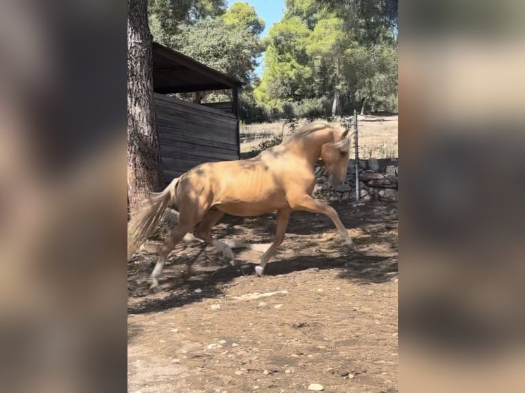 PRE Mix Stallone 2 Anni 163 cm Palomino in El Catllar