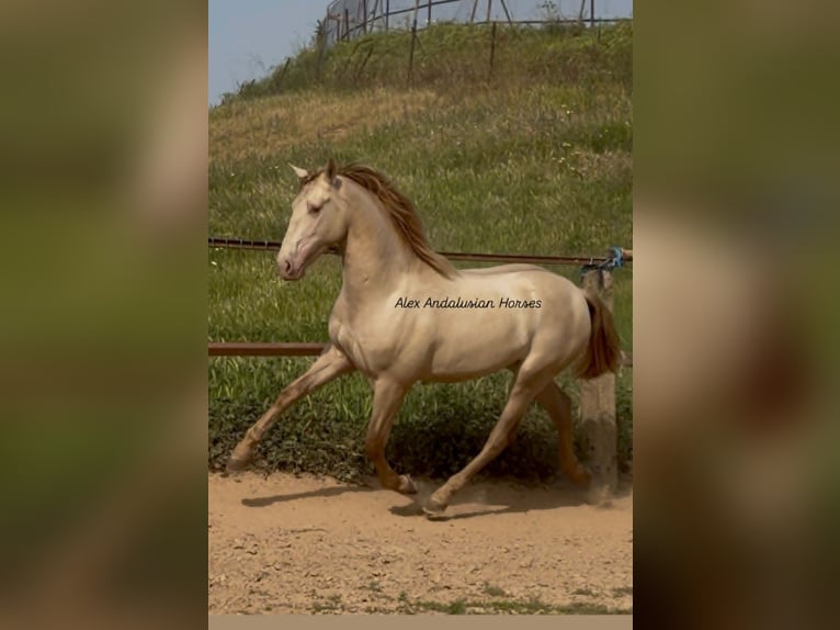 PRE Mix Stallone 2 Anni 163 cm Perlino in Sevilla