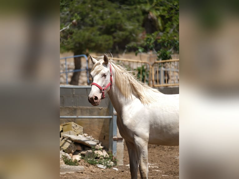 PRE Mix Stallone 2 Anni 163 cm Perlino in Hamburg