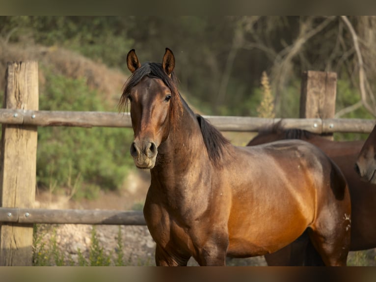 PRE Mix Stallone 2 Anni 164 cm Baio in El Catllar