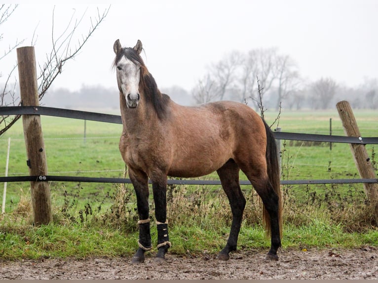 PRE Stallone 2 Anni 164 cm Grigio in Wremen