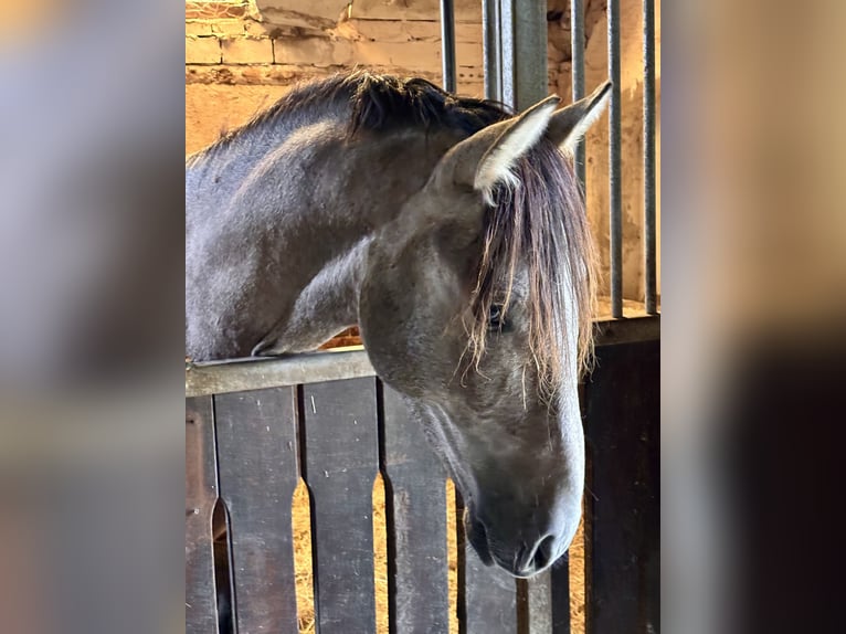 PRE Stallone 2 Anni 164 cm Grigio in Wremen