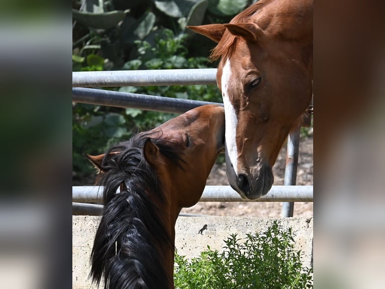 PRE Mix Stallone 2 Anni 165 cm Baio in Mallorca