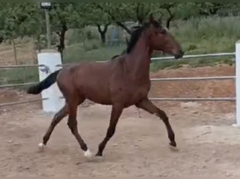 PRE Stallone 2 Anni 165 cm Baio in Baza