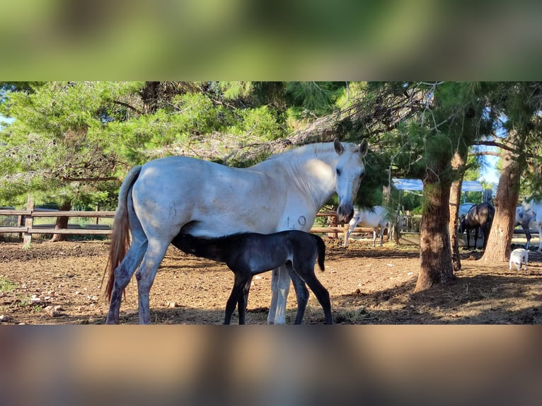 PRE Mix Stallone 2 Anni 165 cm Grigio in Sagunt/Sagunto