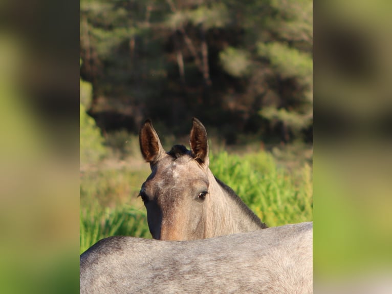 PRE Mix Stallone 2 Anni 165 cm Grigio in Sagunt/Sagunto