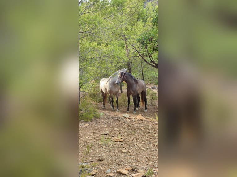 PRE Mix Stallone 2 Anni 165 cm Grigio in Sagunt/Sagunto