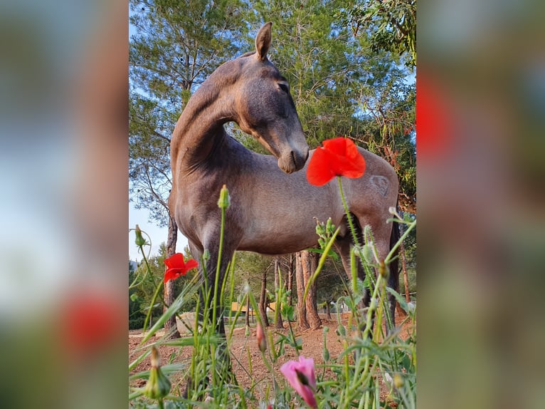 PRE Mix Stallone 2 Anni 165 cm Grigio in Sagunt/Sagunto