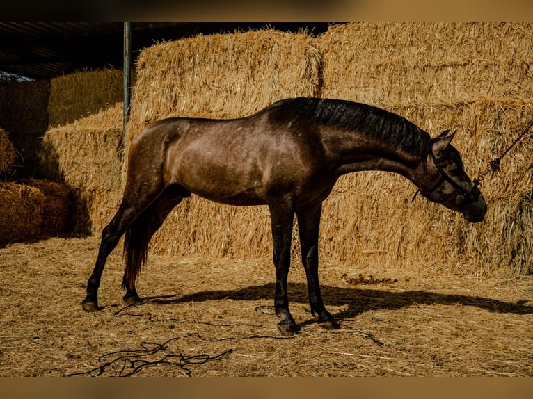PRE Mix Stallone 2 Anni 165 cm Grigio in Illescas