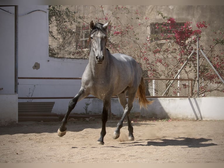 PRE Mix Stallone 2 Anni 165 cm Grigio in Valencia