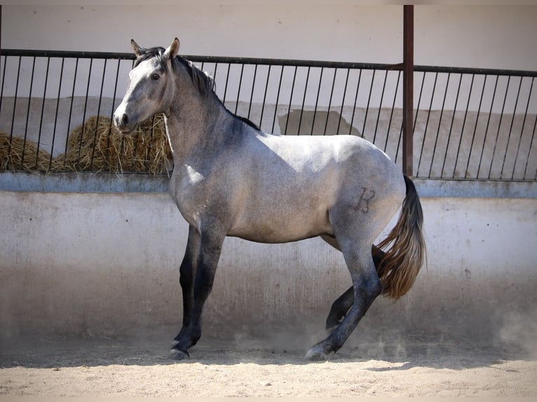 PRE Mix Stallone 2 Anni 165 cm Grigio in Valencia