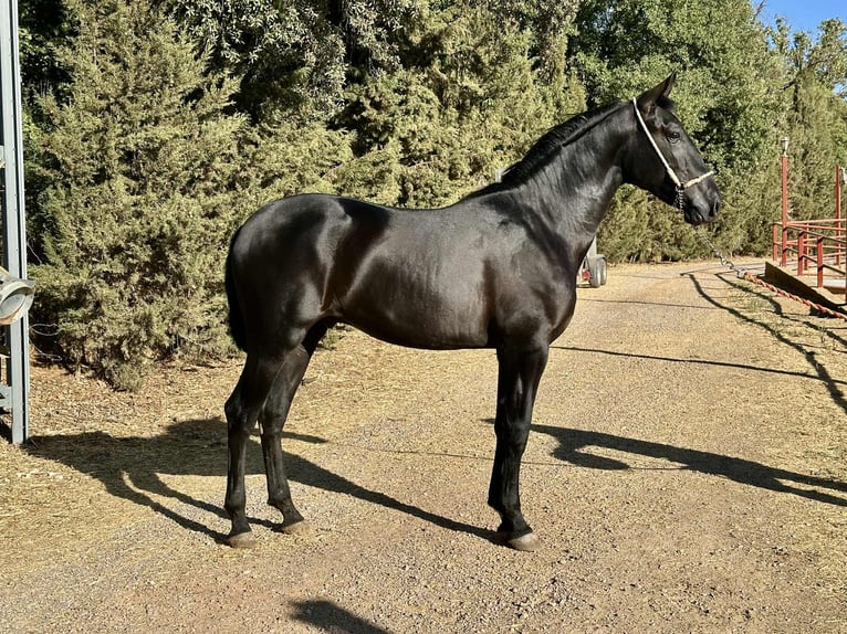 PRE Stallone 2 Anni 165 cm Morello in Galaroza