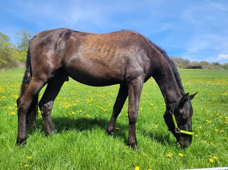 PRE Mix Stallone 2 Anni 165 cm Morello in Aldingen