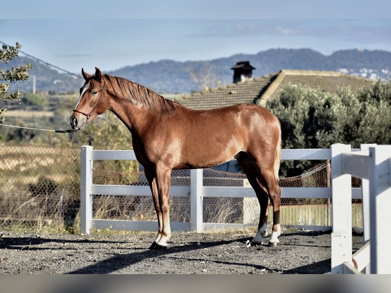 PRE Mix Stallone 2 Anni 165 cm Sauro in Sentmenat