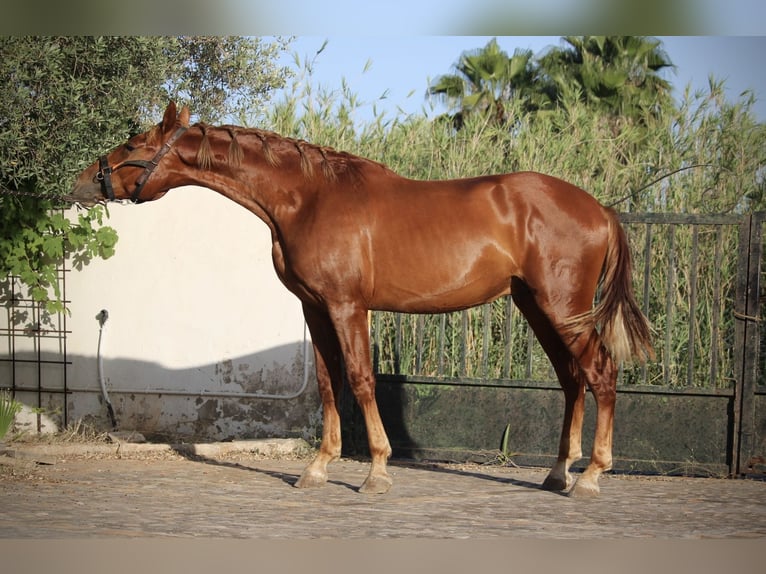 PRE Mix Stallone 2 Anni 165 cm Sauro in Valencia