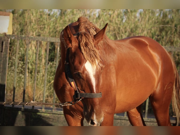 PRE Mix Stallone 2 Anni 165 cm Sauro in Valencia