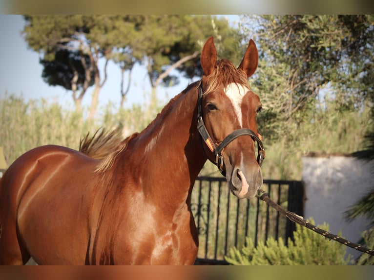 PRE Mix Stallone 2 Anni 165 cm Sauro in Valencia