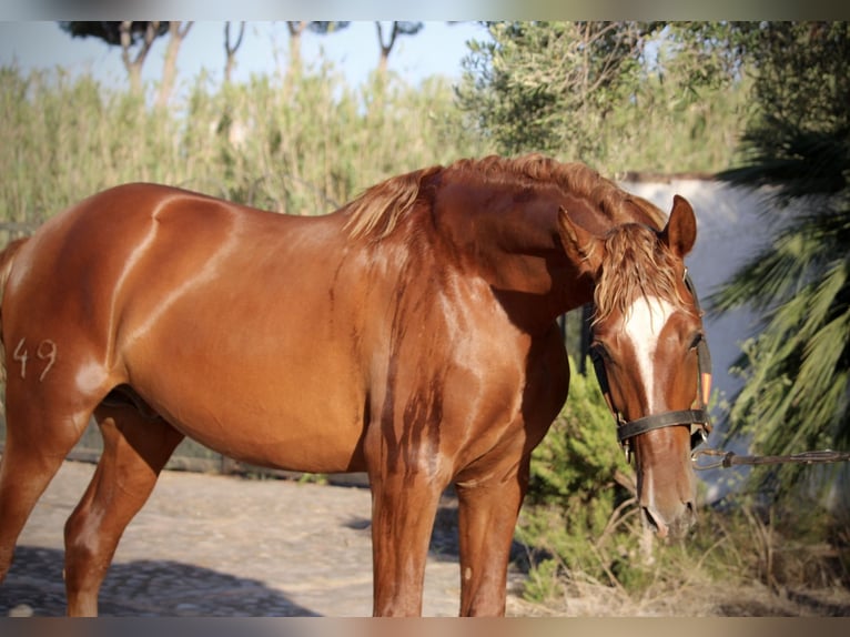PRE Mix Stallone 2 Anni 165 cm Sauro in Valencia