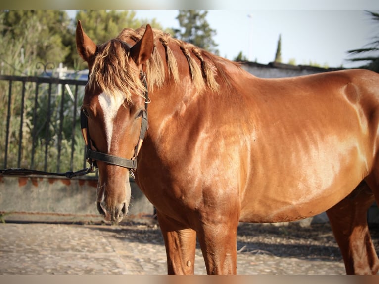 PRE Mix Stallone 2 Anni 165 cm Sauro in Valencia