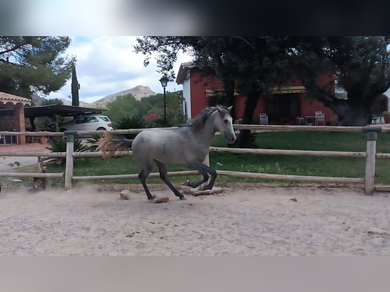 PRE Stallone 2 Anni 166 cm Grigio in Naquera