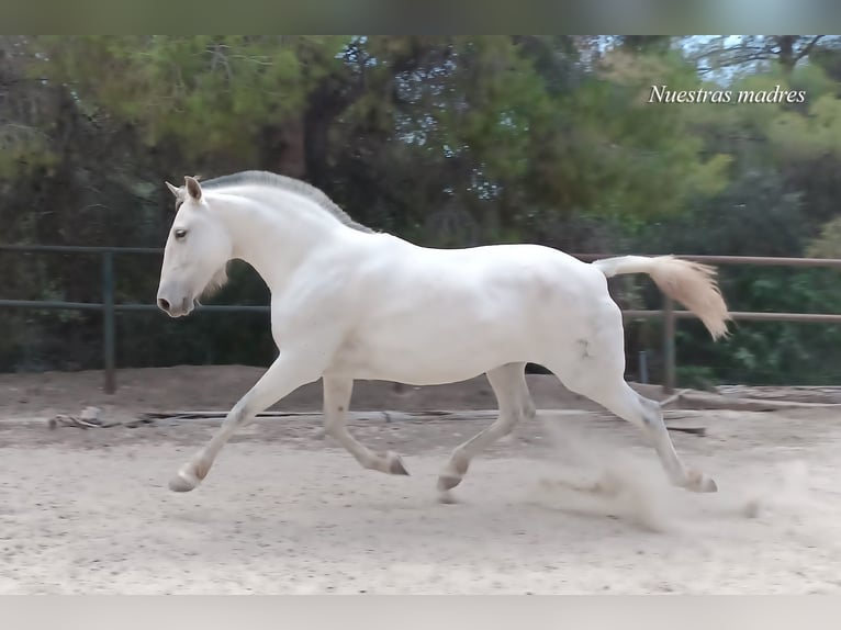 PRE Stallone 2 Anni 166 cm Grigio in Naquera