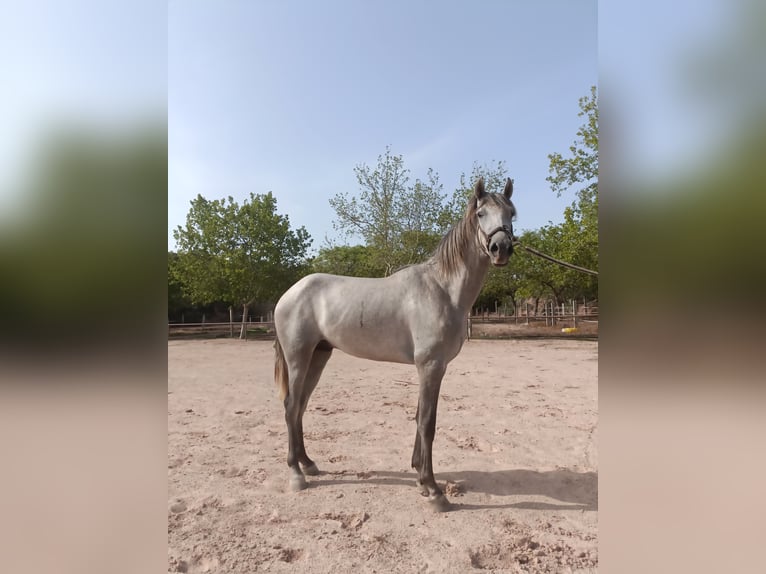 PRE Stallone 2 Anni 166 cm Grigio in Naquera