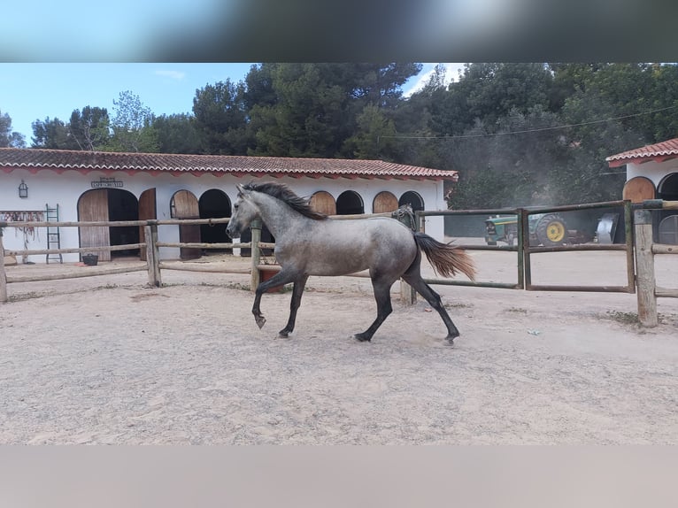 PRE Stallone 2 Anni 166 cm Grigio in Naquera