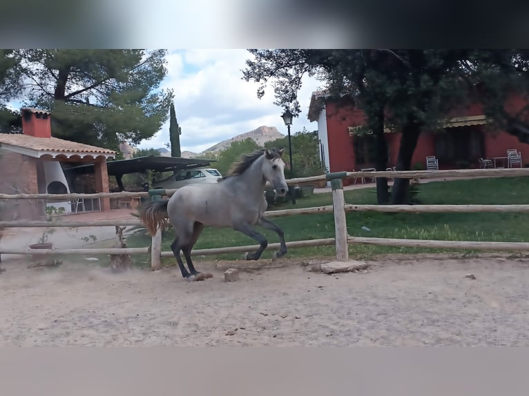 PRE Stallone 2 Anni 166 cm Grigio in Naquera