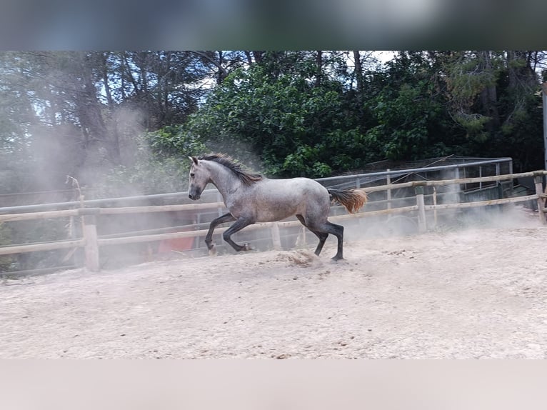 PRE Stallone 2 Anni 166 cm Grigio in Naquera