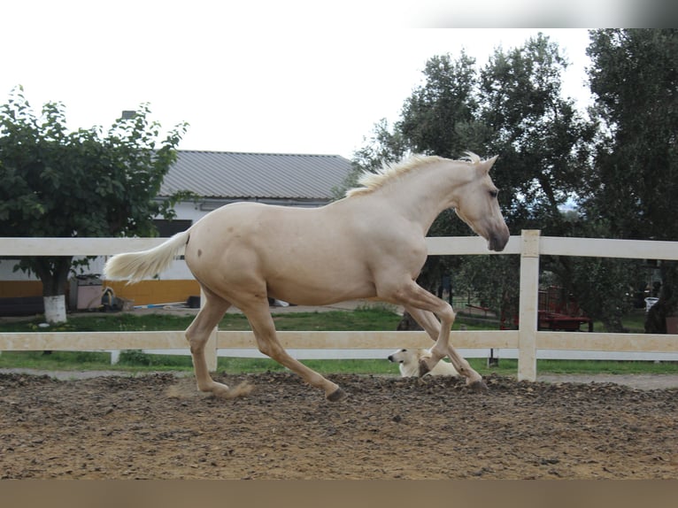PRE Stallone 2 Anni 166 cm Palomino in Sentmenat