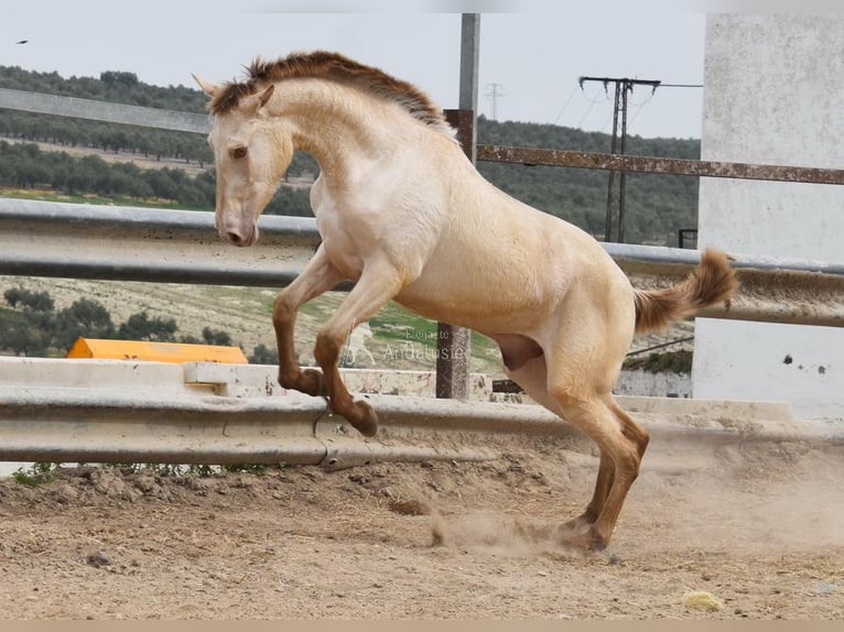 PRE Stallone 2 Anni 166 cm Pearl in Miralvalles