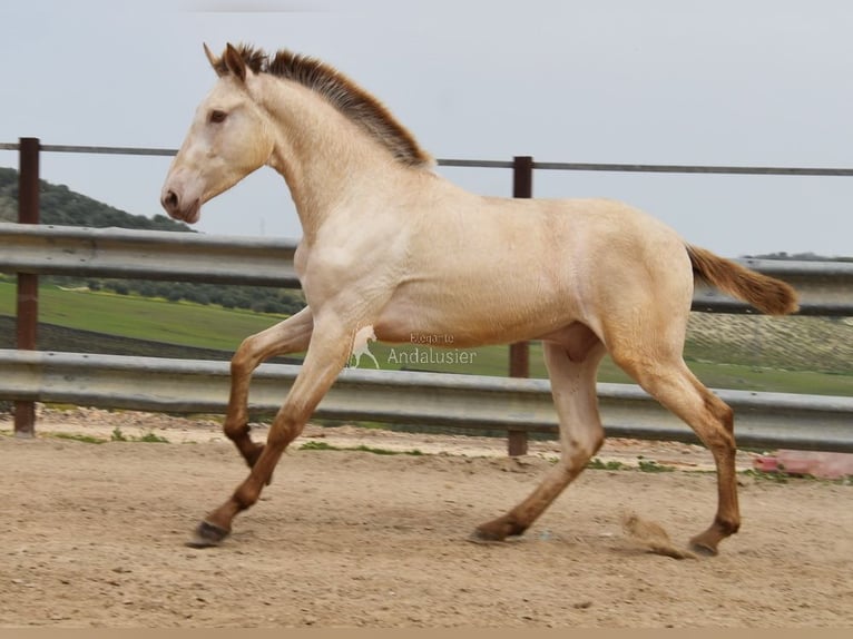 PRE Stallone 2 Anni 166 cm Pearl in Miralvalles