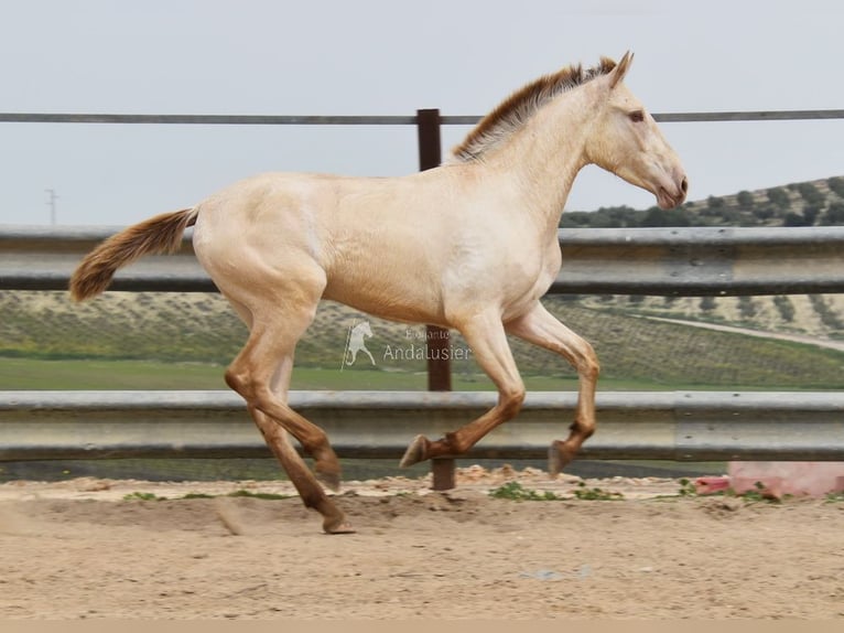 PRE Stallone 2 Anni 166 cm Pearl in Miralvalles