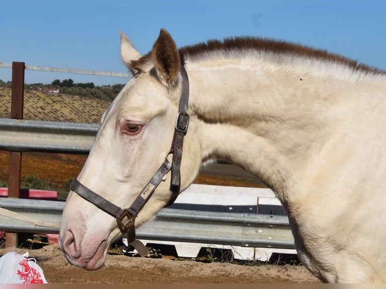 PRE Stallone 2 Anni 166 cm Pearl in Miralvalles