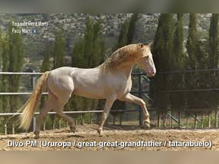 PRE Stallone 2 Anni 166 cm Pearl in Miralvalles