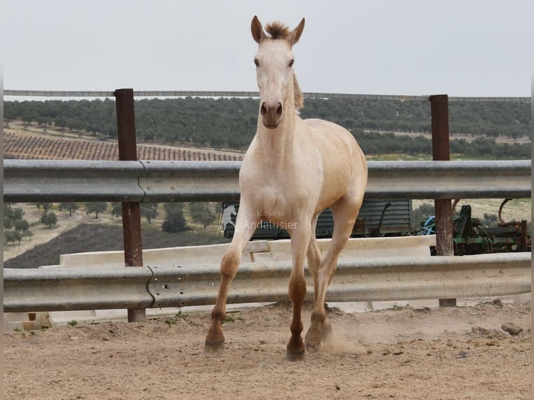 PRE Stallone 2 Anni 166 cm Pearl in Miralvalles