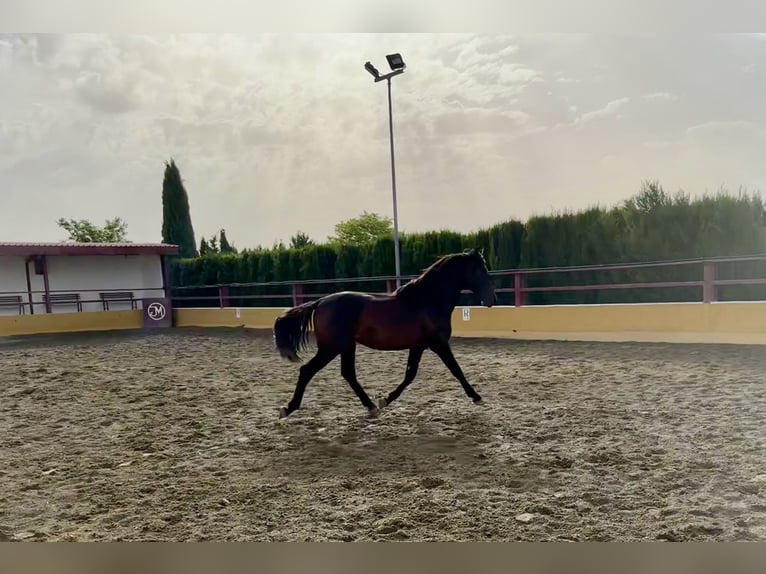 PRE Mix Stallone 2 Anni 167 cm Baio scuro in Albacete