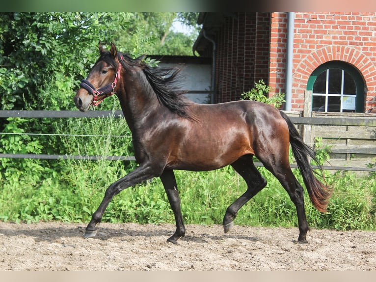 PRE Mix Stallone 2 Anni 167 cm Baio scuro in Wremen