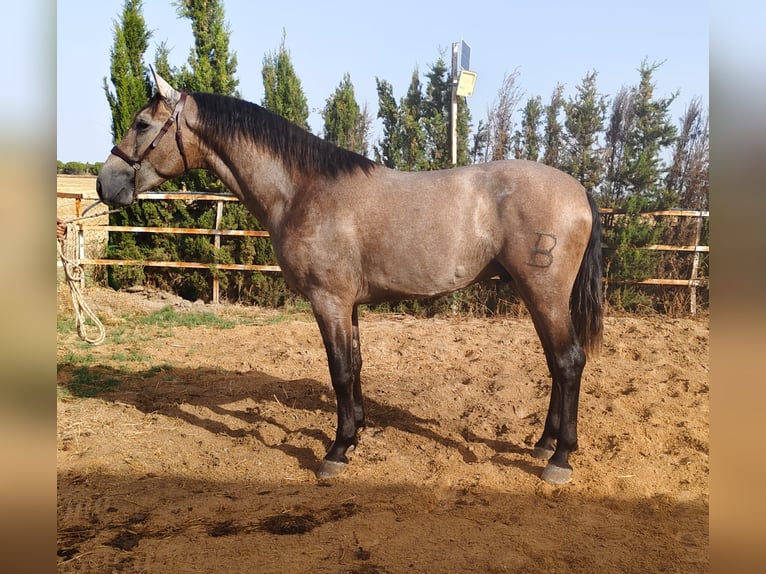 PRE Stallone 2 Anni 167 cm Grigio in Trebujena