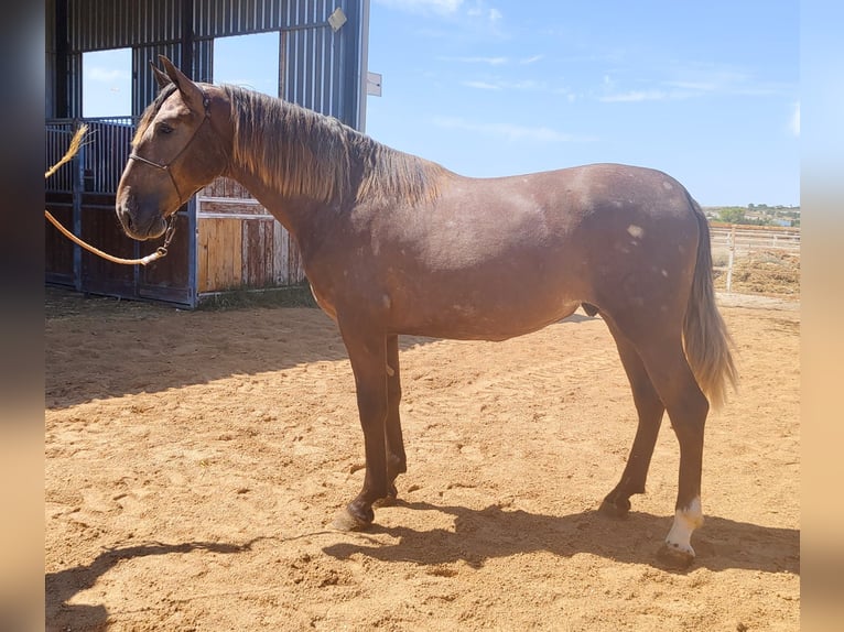 PRE Stallone 2 Anni 167 cm Grigio in Trebujena